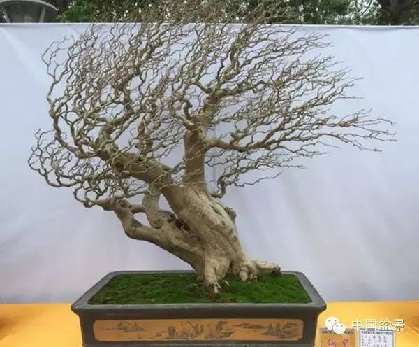 粤桂港第二届盆景艺术博览会铜奖作品欣赏