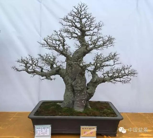 粤桂港第二届盆景艺术博览会铜奖作品欣赏