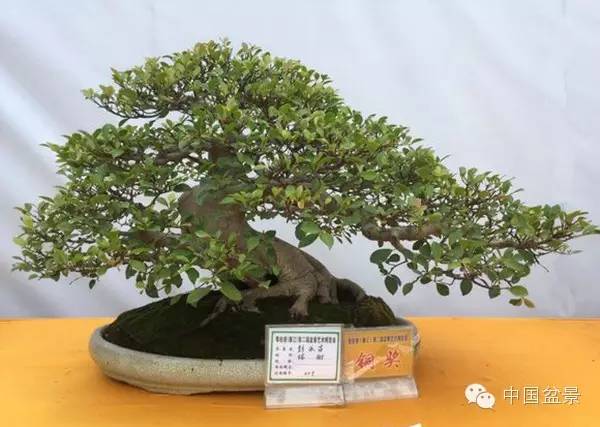 粤桂港第二届盆景艺术博览会铜奖作品欣赏