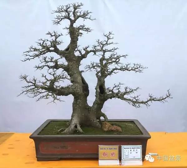 粤桂港第二届盆景艺术博览会铜奖作品欣赏