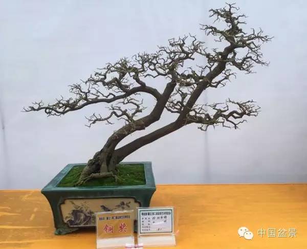 粤桂港第二届盆景艺术博览会铜奖作品欣赏