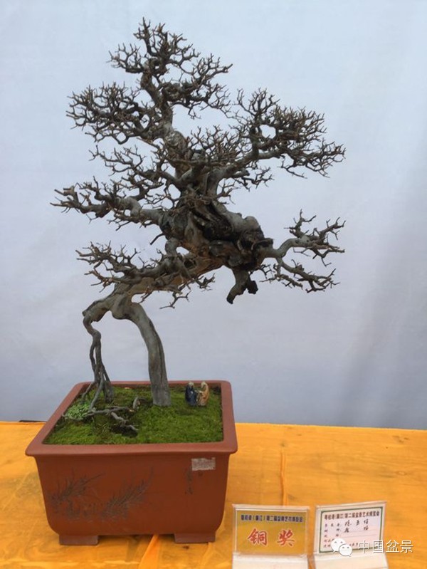粤桂港第二届盆景艺术博览会铜奖作品欣赏
