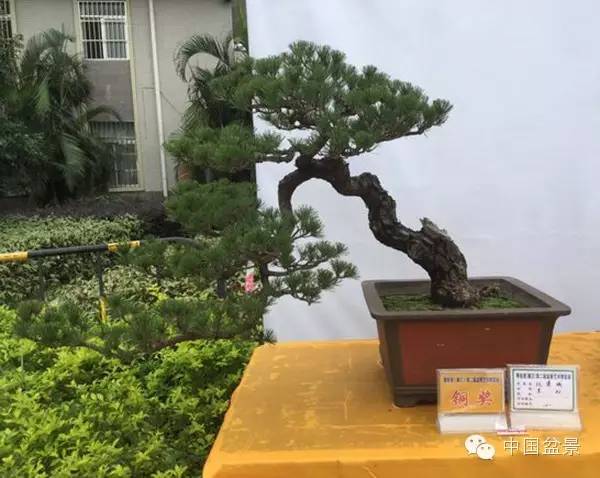 粤桂港第二届盆景艺术博览会铜奖作品欣赏