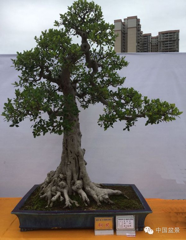 粤桂港第二届盆景艺术博览会铜奖作品欣赏