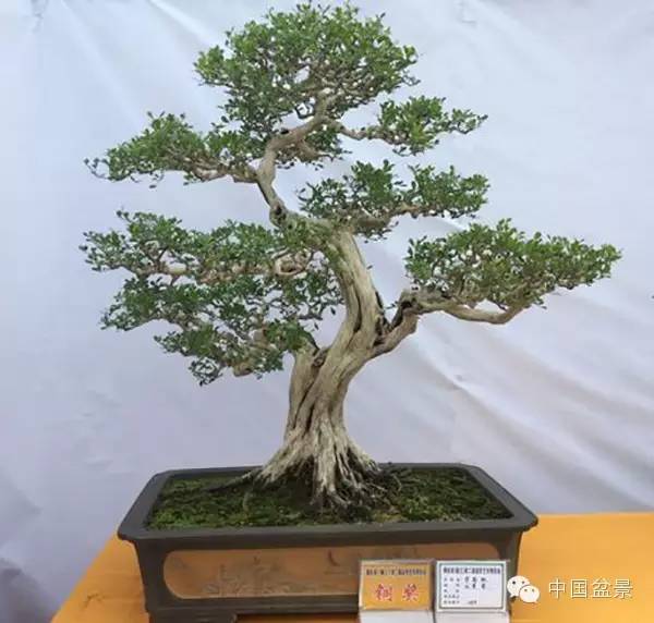 粤桂港第二届盆景艺术博览会铜奖作品欣赏