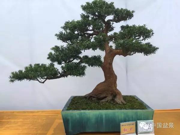 粤桂港第二届盆景艺术博览会铜奖作品欣赏