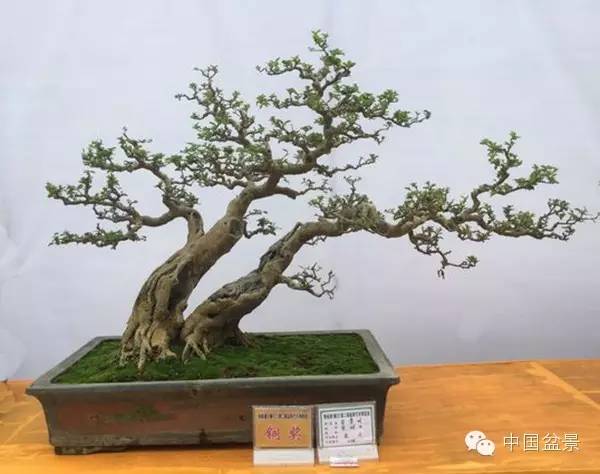 粤桂港第二届盆景艺术博览会铜奖作品欣赏