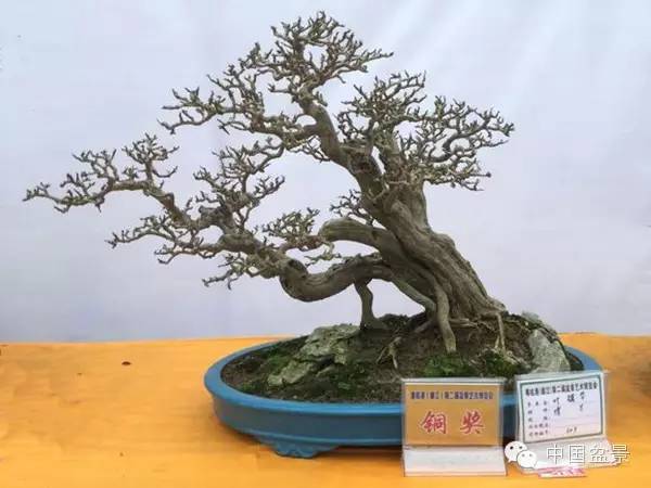 粤桂港第二届盆景艺术博览会铜奖作品欣赏