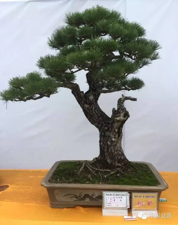 粤桂港第二届盆景艺术博览会铜奖作品欣赏