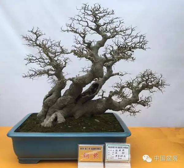 粤桂港第二届盆景艺术博览会铜奖作品欣赏
