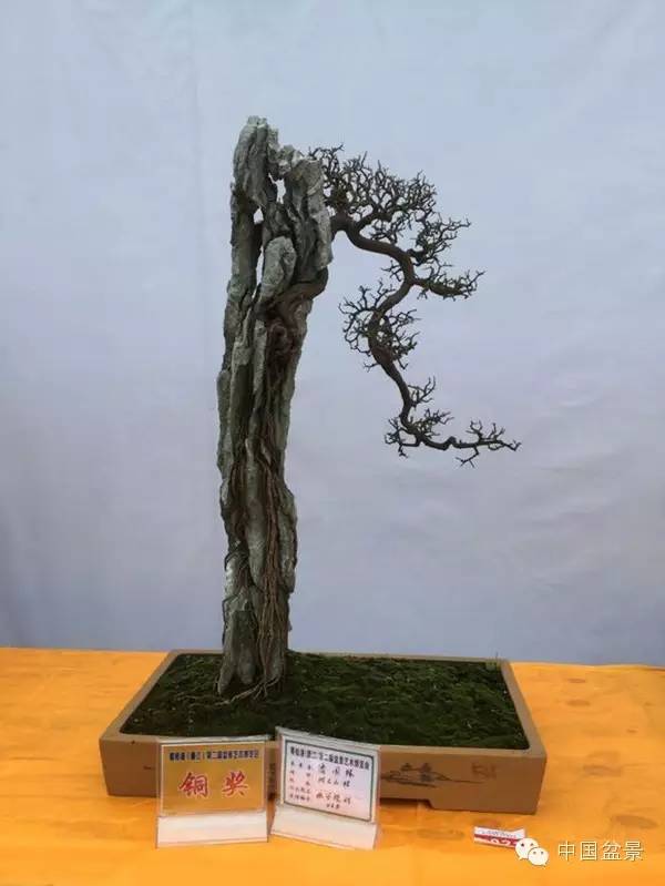 粤桂港第二届盆景艺术博览会铜奖作品欣赏
