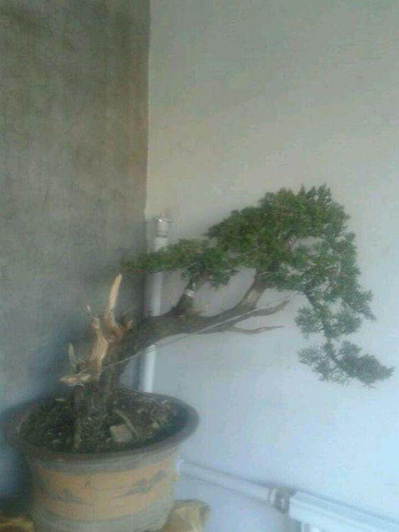 记国际盆景协会前会长