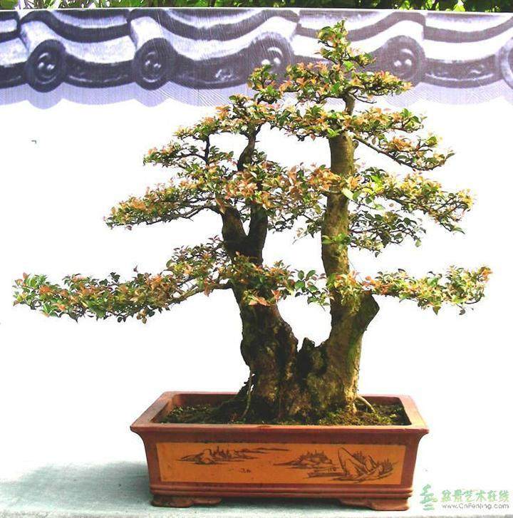 如东成立花木盆景协会