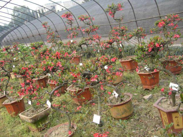 湖南省平江县花木盆景协会成立