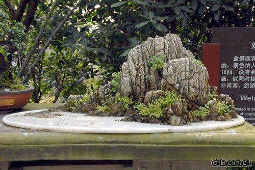 金港镇后塍花木盆景协会成立