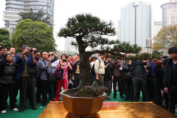 江海花木盆景协会会长陈万钧被评为