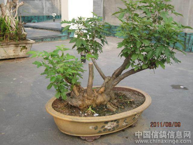 常德市成立花木盆景协会