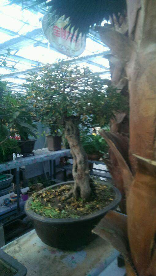 江门江海区花木盆景协会宣告成立