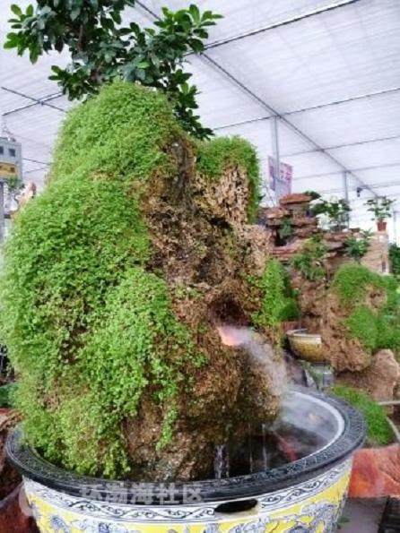 如皋市花木盆景协会积极备战第八届中国盆景展