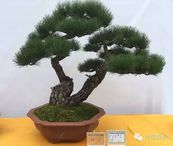 盆景赏玩秘诀追艺术之至美 求意境之至淳