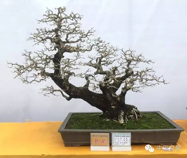 盆景赏玩秘诀追艺术之至美 求意境之至淳