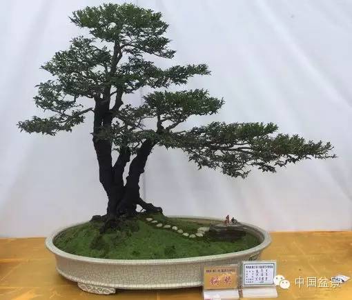 盆景赏玩秘诀追艺术之至美 求意境之至淳