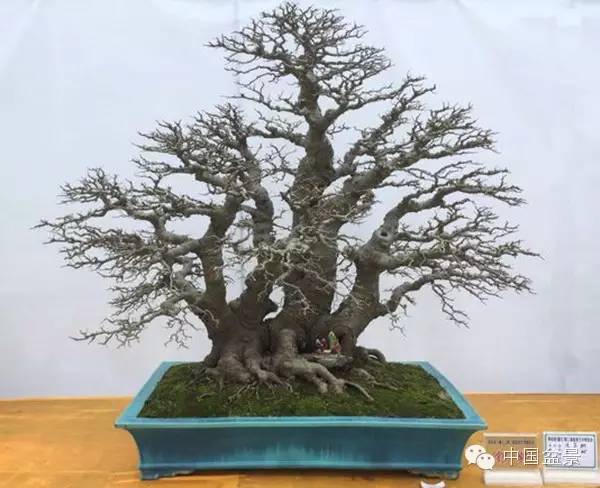 盆景赏玩秘诀追艺术之至美 求意境之至淳