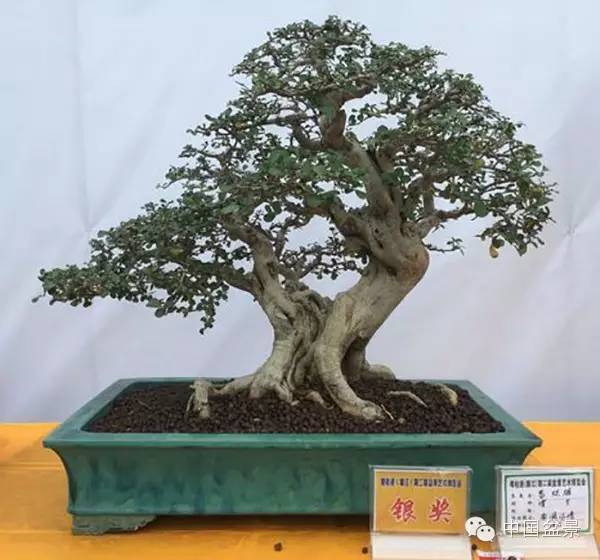 盆景赏玩秘诀追艺术之至美 求意境之至淳