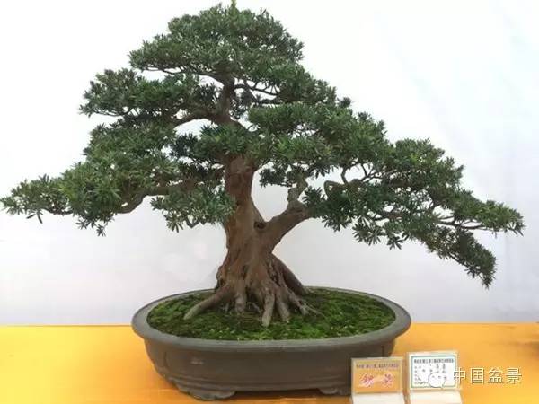 盆景赏玩秘诀追艺术之至美 求意境之至淳