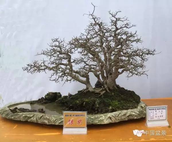 盆景赏玩秘诀追艺术之至美 求意境之至淳