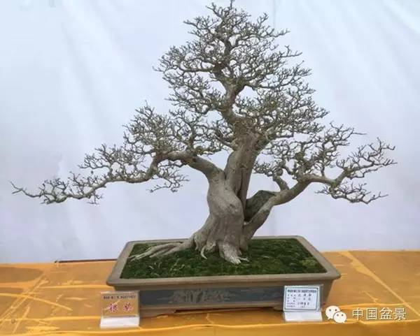 盆景赏玩秘诀追艺术之至美 求意境之至淳