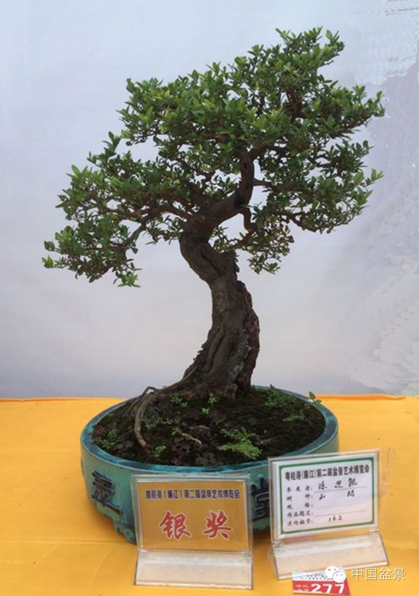 盆景赏玩秘诀追艺术之至美 求意境之至淳