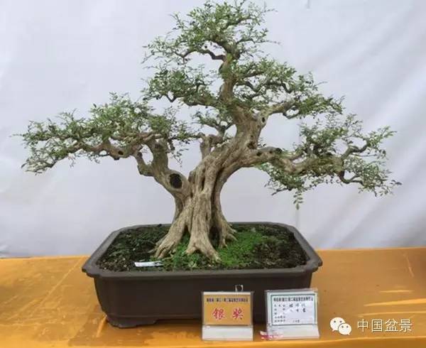 盆景赏玩秘诀追艺术之至美 求意境之至淳