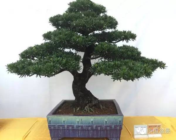 盆景赏玩秘诀追艺术之至美 求意境之至淳