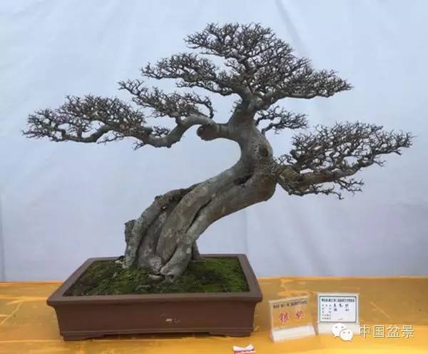 盆景赏玩秘诀追艺术之至美 求意境之至淳