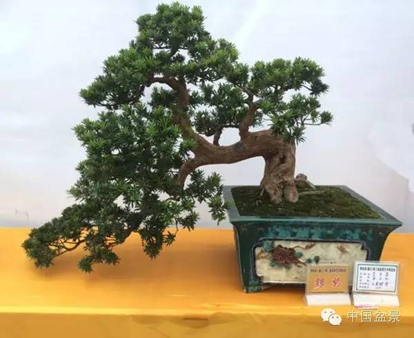 盆景赏玩秘诀追艺术之至美 求意境之至淳