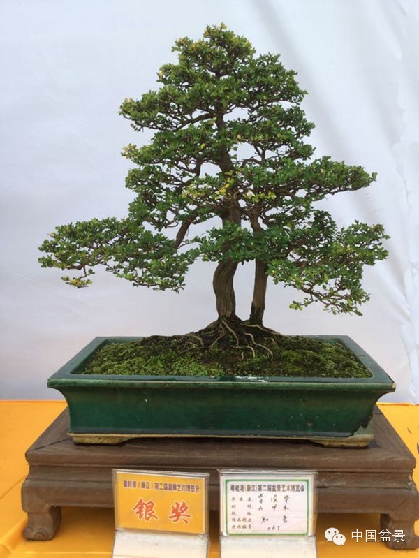 盆景赏玩秘诀追艺术之至美 求意境之至淳