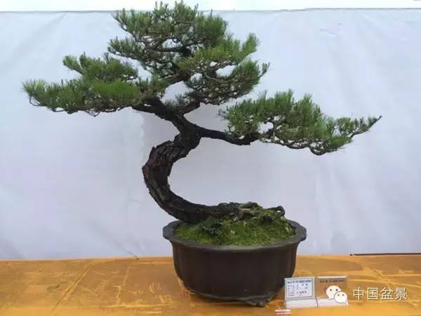 盆景赏玩秘诀追艺术之至美 求意境之至淳