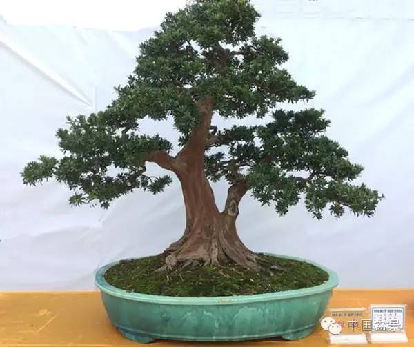 盆景赏玩秘诀追艺术之至美 求意境之至淳