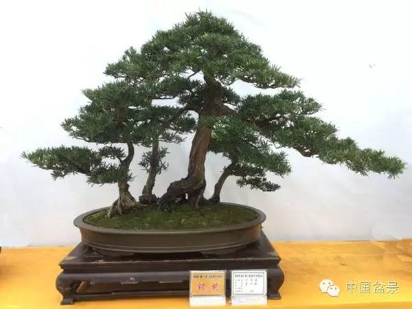 盆景赏玩秘诀追艺术之至美 求意境之至淳