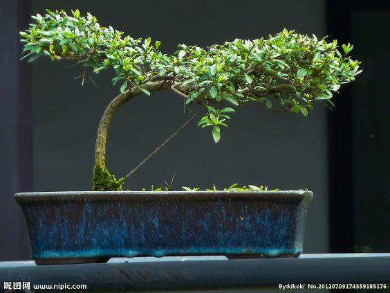 武冈就兴起了奇石根雕盆景赏玩热