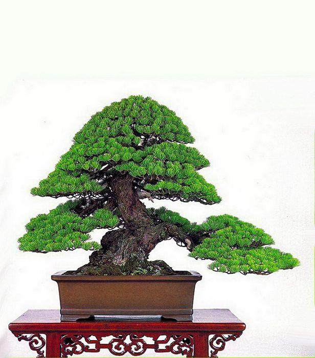 东莞市盆景协会艺术交流会在大岭山镇开展