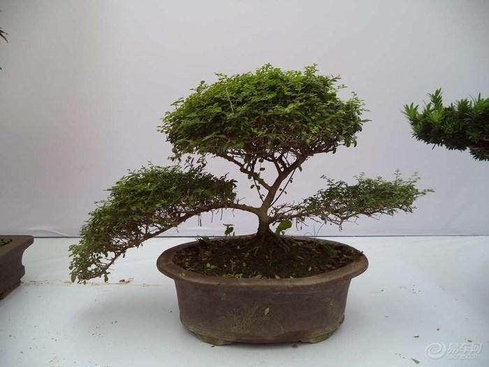 滕州市首条盆景式景观大道亮相