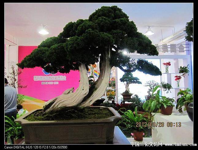 第五届滕州国际花卉奇石盆景博览会备受市民关注