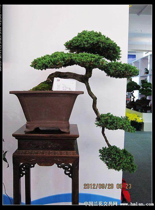 第二届国际奇石盆景博览会