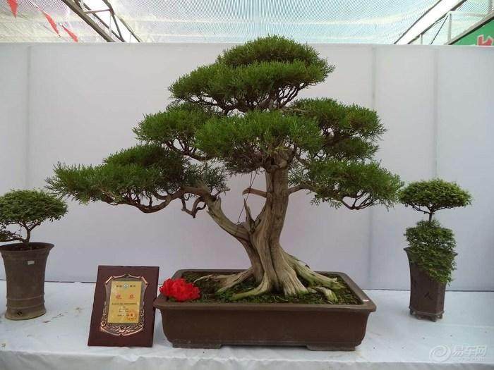 龙泉街道承办的第四届中国（滕州）国际奇石盆景博览