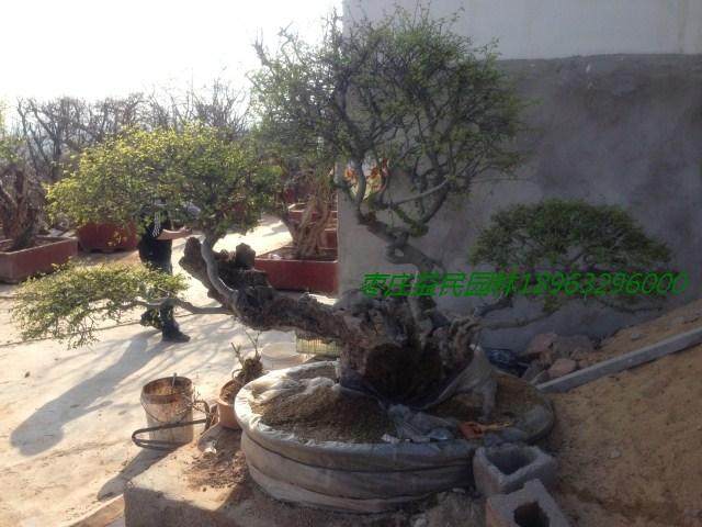 第四届中国(滕州)国际奇石盆景博览会