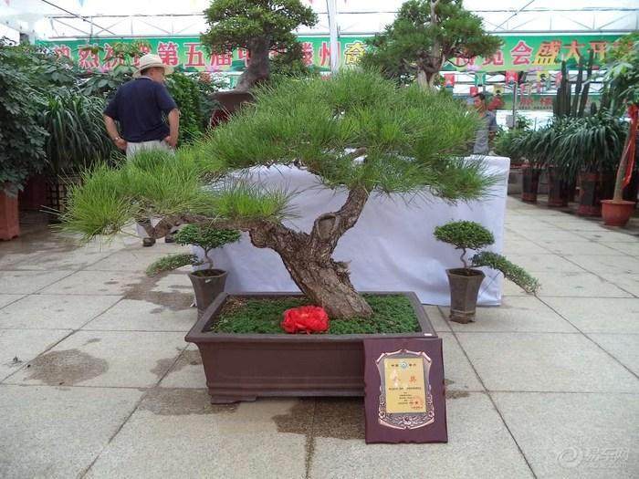 滕州市奇石盆景博览会