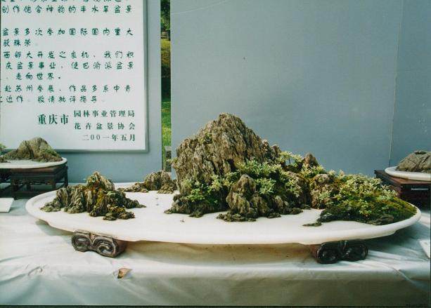 德州盆景培育15年