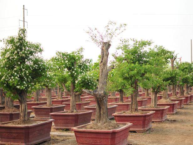 中国第一块城市绿化摇钱基地在山东德州建成